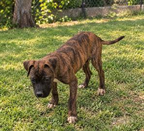 pitbull 