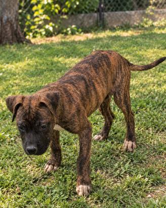 pitbull 