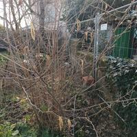 piante di nocciole  grandi e piccole 