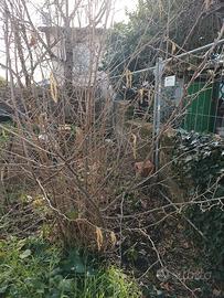 piante di nocciole  grandi e piccole 