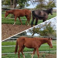 Puledro anglo-arabo del 2024