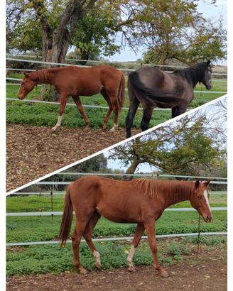 Puledro anglo-arabo del 2024