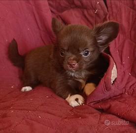 Chihuahua Maschio Pelo Lungo