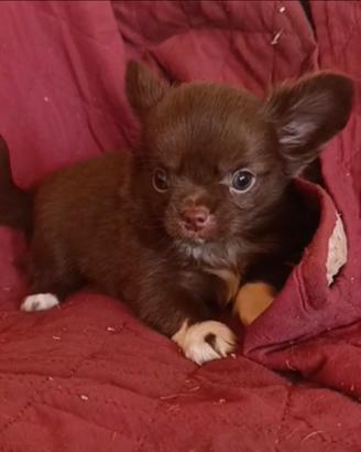 Chihuahua Maschio Pelo Lungo