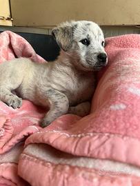 Cucciolo in adozione