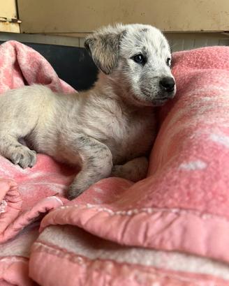 Cucciolo in adozione