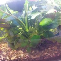 Anubias per Guppy