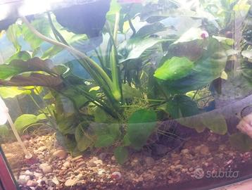 Anubias per Guppy