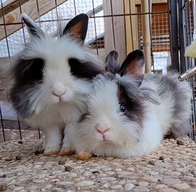 Coniglietti nani
