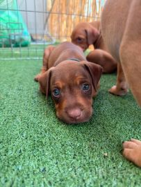 Cuccioli di pitbull