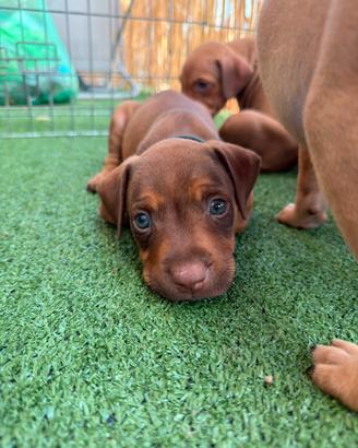 Cuccioli di pitbull