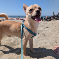 Pedigree ENCI - Chihuahua da monta