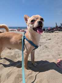 Pedigree ENCI - Chihuahua da monta