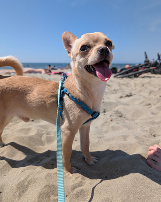 Pedigree ENCI - Chihuahua da monta