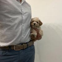 Maltipoo Crema mini toy da maltese barboncino mini