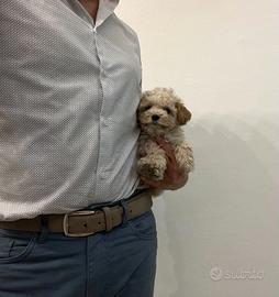 Maltipoo Crema mini toy da maltese barboncino mini