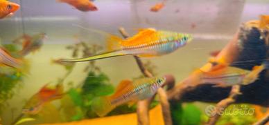 Portaspada (Xiphophorus helleri gold e pineapple)