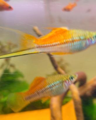 Portaspada (Xiphophorus helleri gold e pineapple)