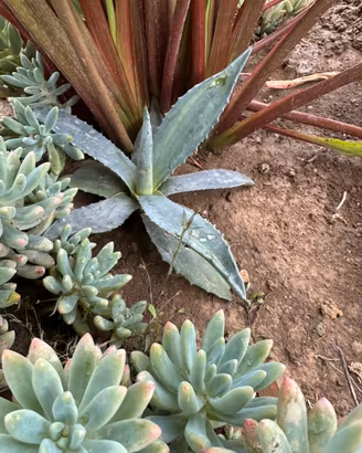 Piantine di agave