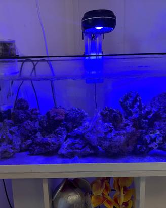Acquario marino completo