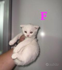 Gatti Scottish fold