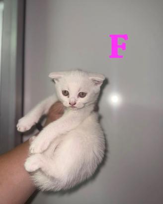 Gatti Scottish fold