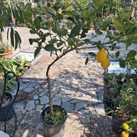 piante di agrumi 