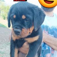 Rottweiler rimborso spese