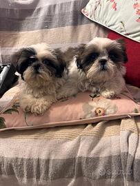 Cuccioli di Shitzu