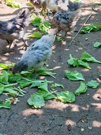Australorp
