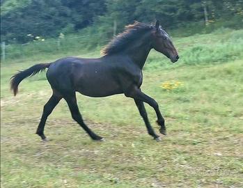 Puledro/cavallo Maremmano