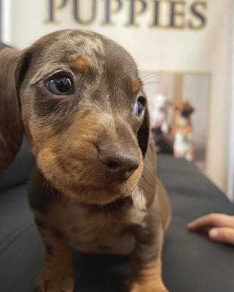Cuccioli bassotto M e F varie taglie colori promo