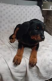 Rottweiler