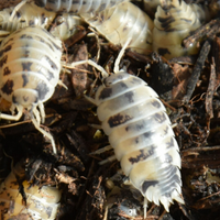 Isopodi - Porcellio laevis dalmatian
