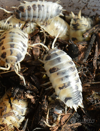 Isopodi - Porcellio laevis dalmatian