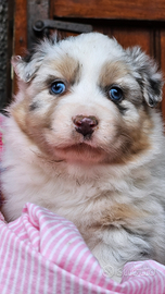Australian shepherd cucciola