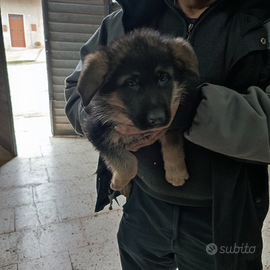 Cuccioli pastore tedesco