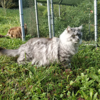 Stallone maschio monta accoppiamento Maine coon