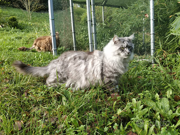 Stallone maschio monta accoppiamento Maine coon