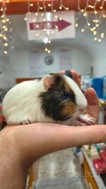 ? Dolcissimi Porcellini d'India cuccioli - vari c