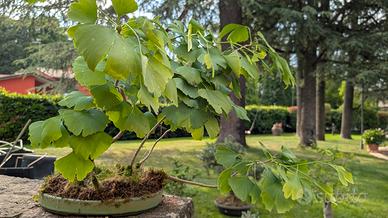 bonsai Ginkgo Biloba