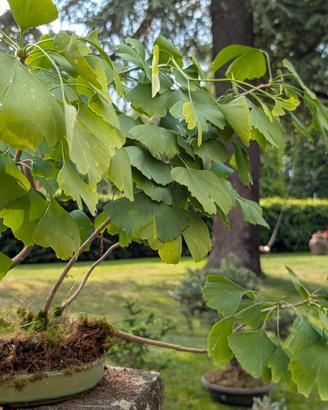 bonsai Ginkgo Biloba