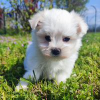 Cuccioli maltese femmina