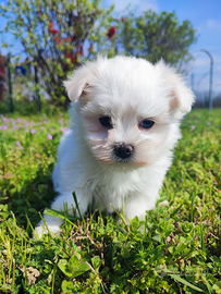 Cuccioli maltese femmina