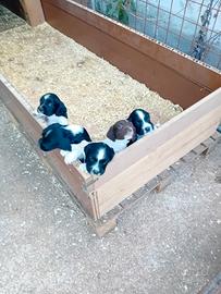 Cuccioli Springer Spaniel