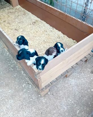 Cuccioli Springer Spaniel