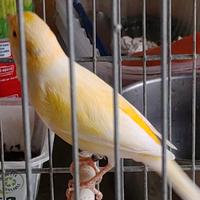 Timbrato spagnolo copie singoli