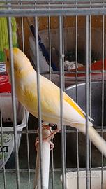 Timbrato spagnolo copie singoli