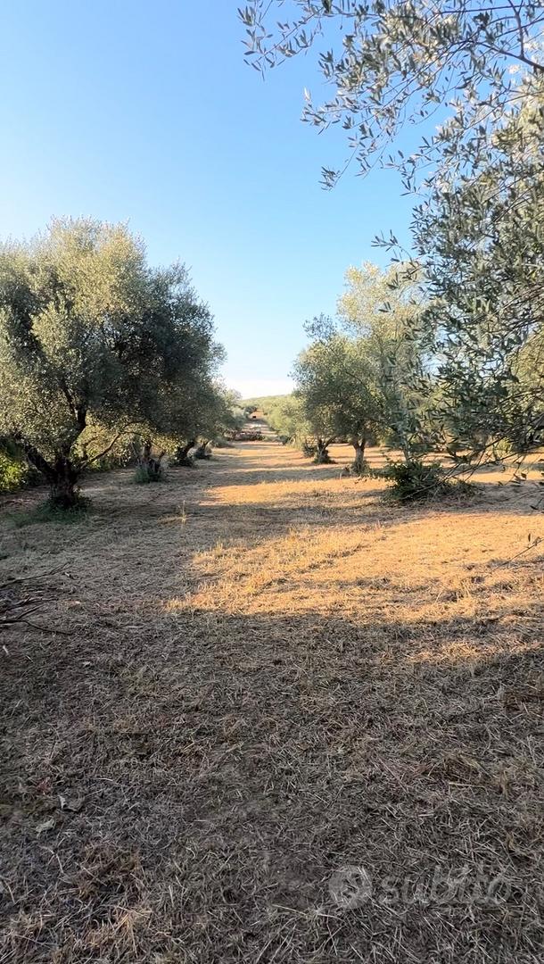 Vendita terreno uliveto palombara sabina (rm) - Vista 4
