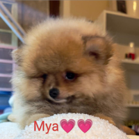 Spitz tedesco nano Pomerania